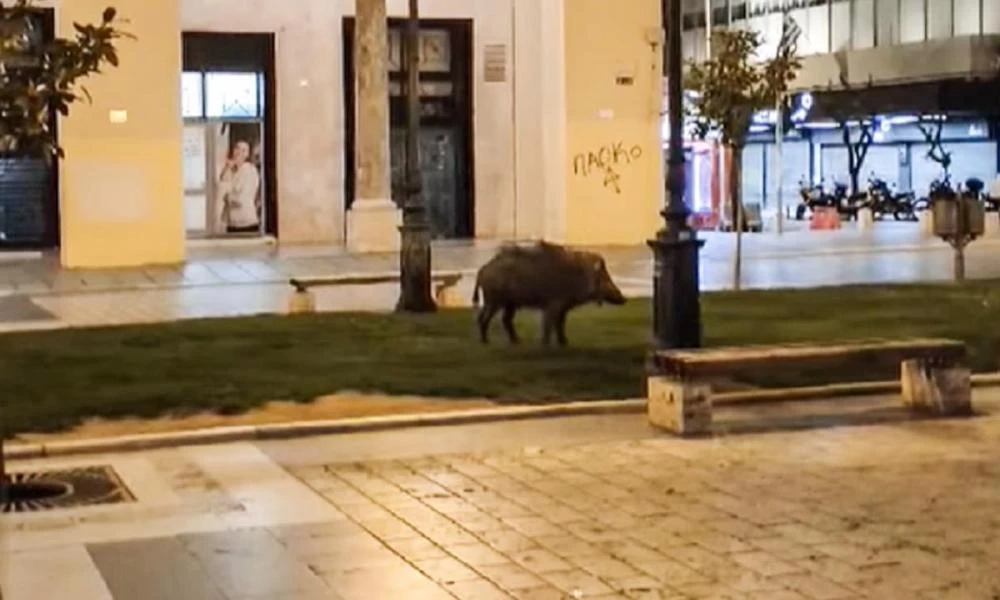 Θεσσαλονίκη: ''Επιχείρηση αγριογούρουνο'' - Πως πιάστηκε